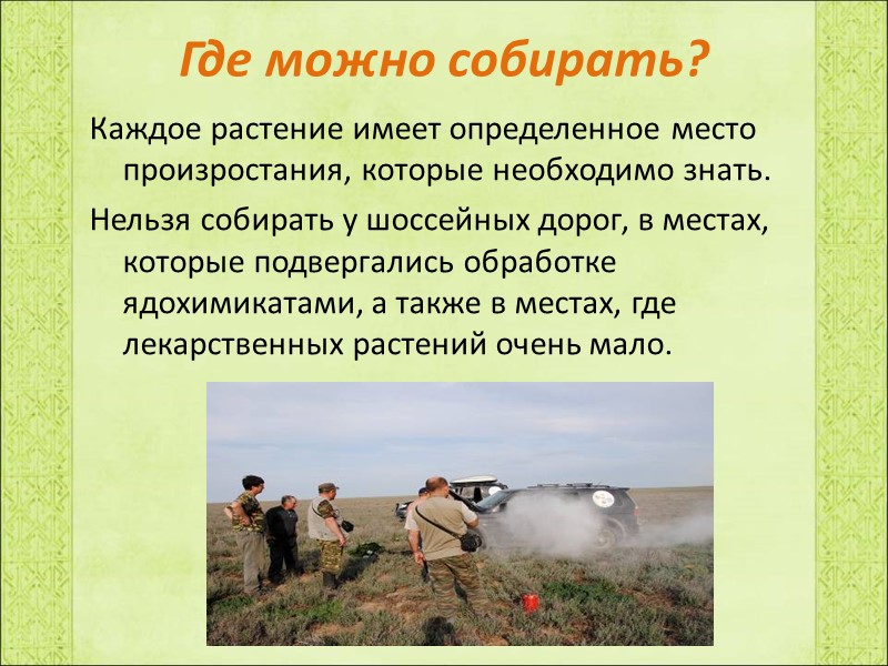 Где можно собирать? Каждое растение имеет определенное место произростания, которые необходимо знать. Нельзя собирать